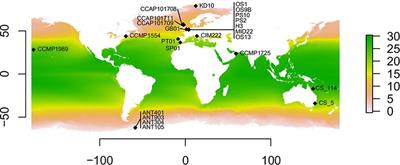 Thermal Niche Differentiation in the Benthic Diatom Cylindrotheca closterium (Bacillariophyceae) Complex